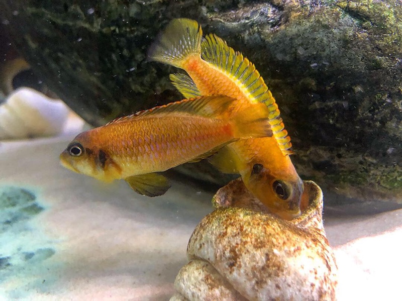 Lamprologus ocellatus 'Gold'